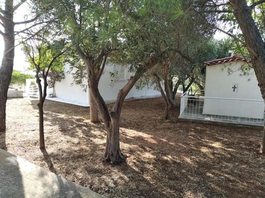 White In Olive Trees And Seaview To Panagia Holiday home *