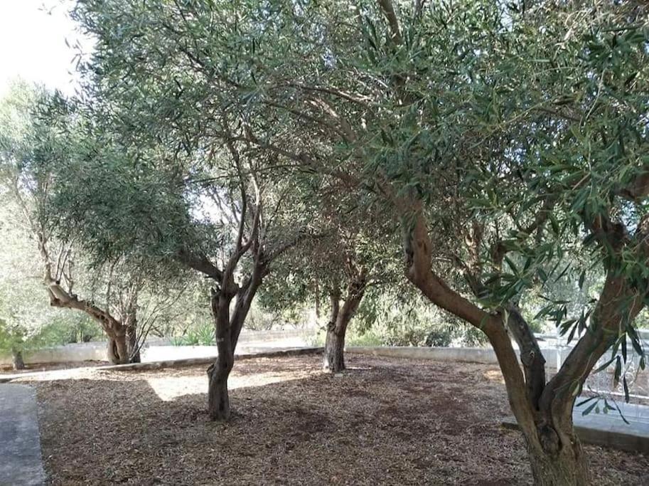 Holiday home White In Olive Trees And Seaview To Panagia Almiropotamos